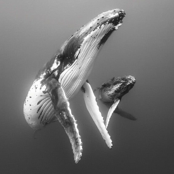 Elegant Mother And Calf