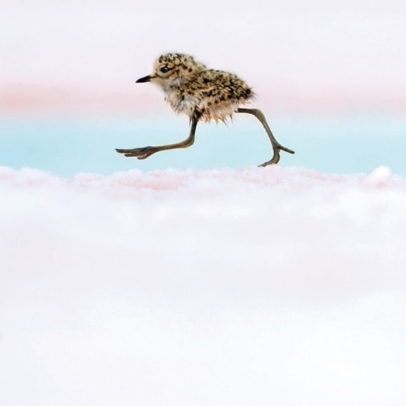 Argentine Quickstep