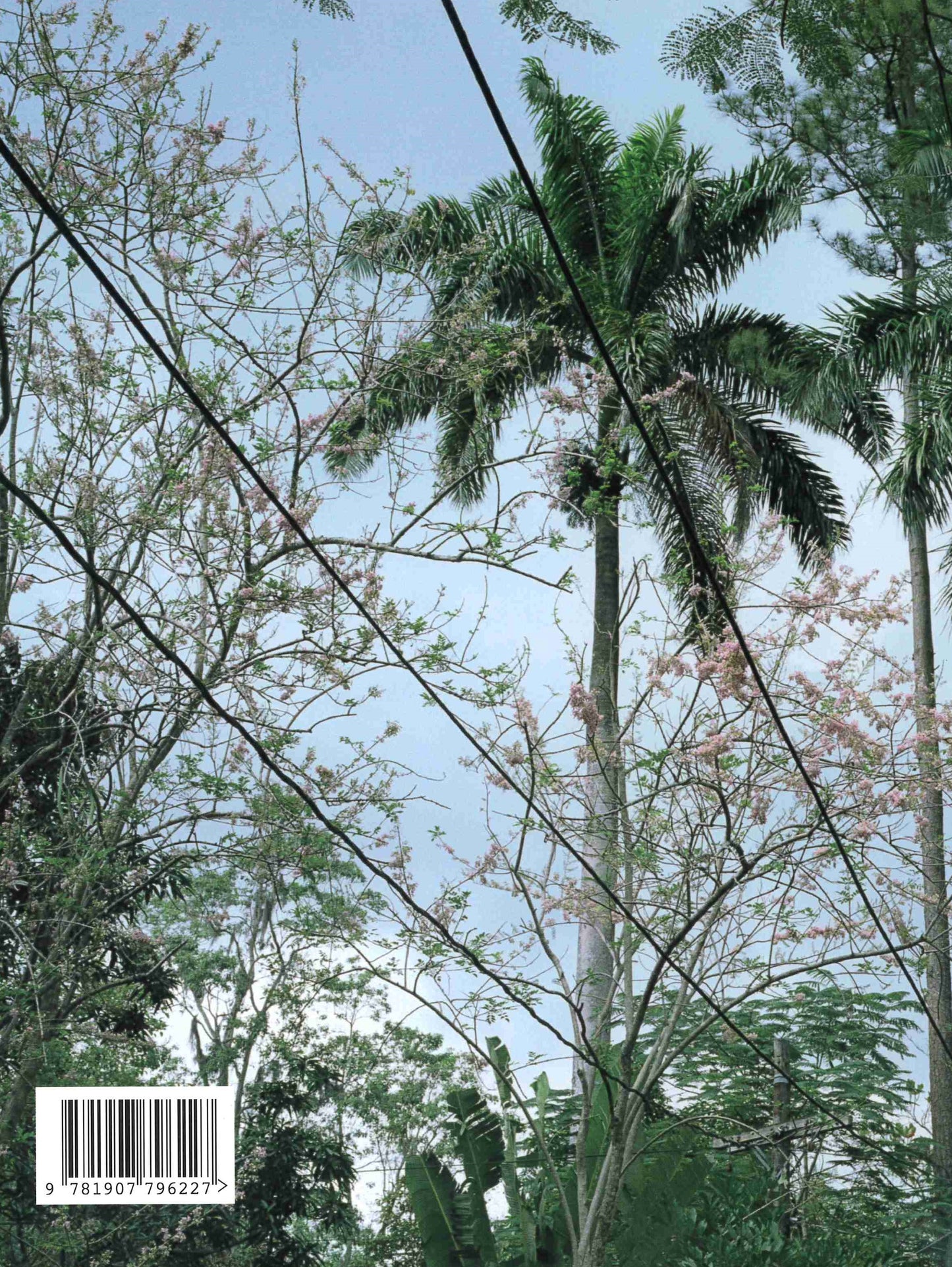 Andrew Jackson: From a Small Island