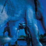Essence Of Elephants