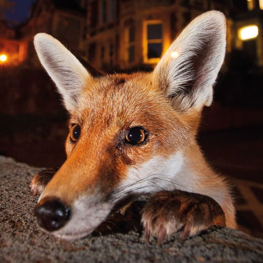Nosy Neighbour