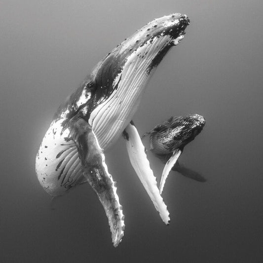 Elegant Mother And Calf