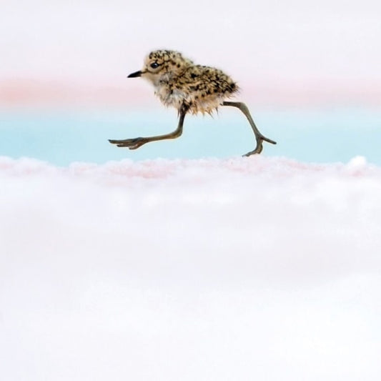 Argentine Quickstep