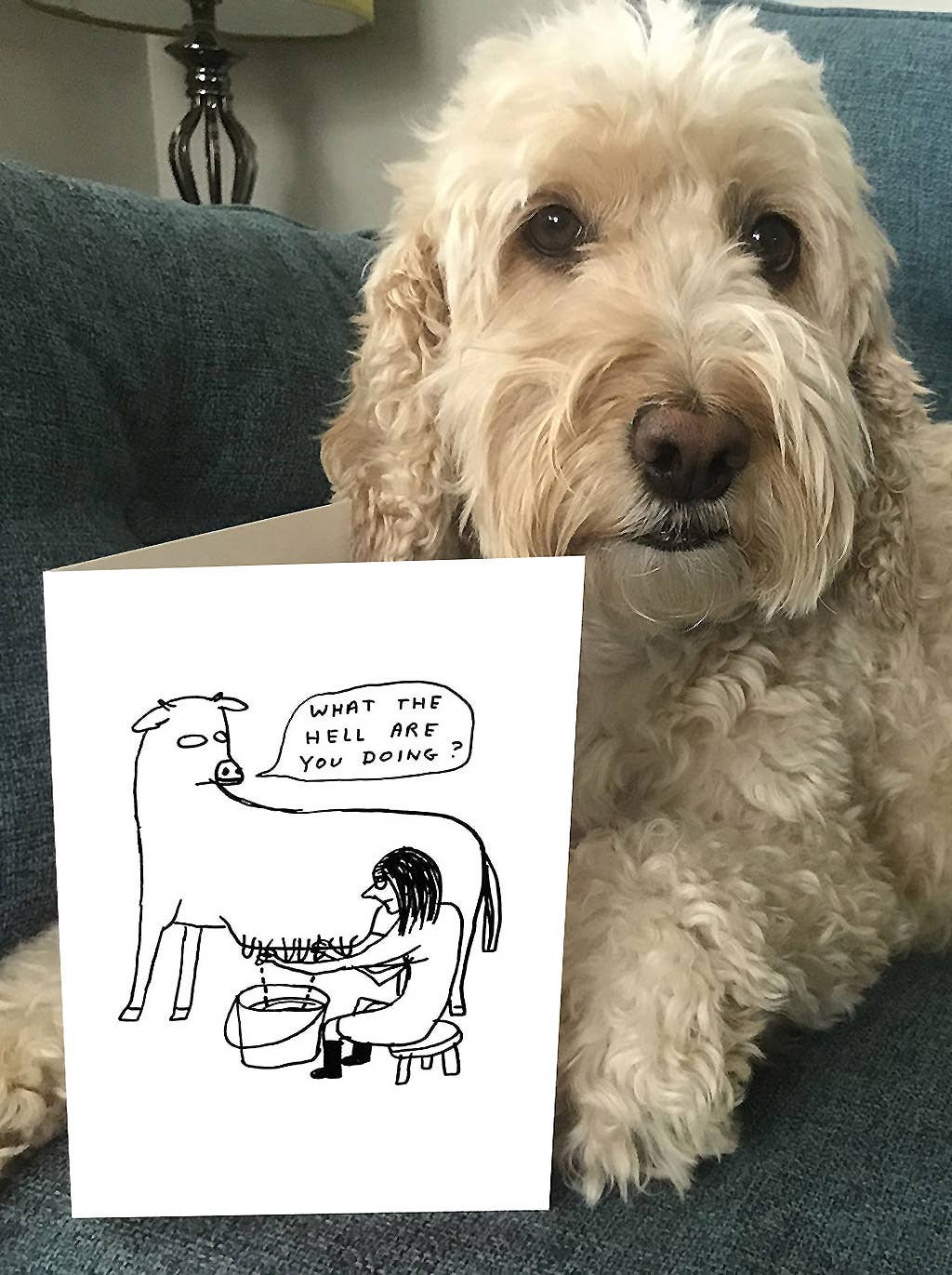 Funny David Shrigley Greetings Card - What The Hell Funny